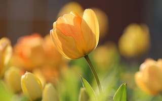 Картинка цветы, тюльпаны, весна
