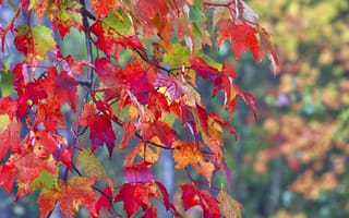 Обои листья, макро, ветки, осень