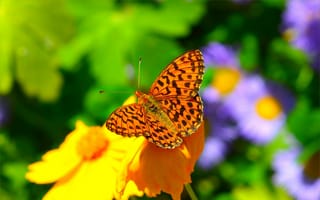 Картинка цветы, насекомое, бабочка, крылья, размытость