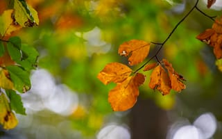 Обои листья, осень, ветки, макро