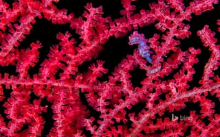 Картинка море, кораллы, морской конек, риф, подводный мир