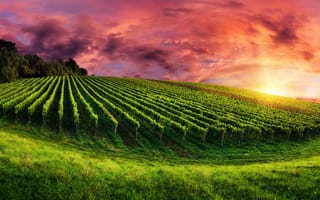 Картинка небо, трава, природа, деревья, плантация, закат, облака, поле, виноградник