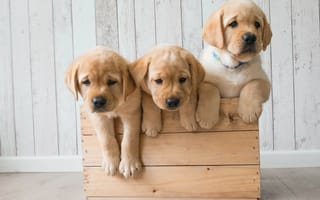 Картинка щенки, ящик, собаки