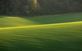 Картинка трава, поле, солнечный день, природа, деревья, зеленое поле