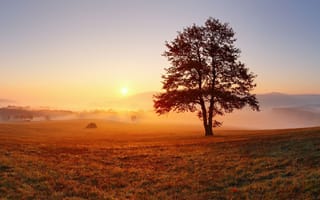 Картинка небо, луг, дерево в поле, свет, утро, дерево, туман, рассвет, горизонт