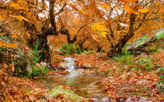 Картинка деревья, осень, ручей, листья, природа, лес