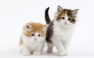 Обои взгляд, белый, мордочки, котята, кошки, котики
