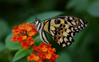 Картинка цветы, насекомое, крылья, бабочка, макро