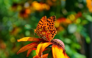 Картинка насекомое, цветок, лепестки, крылья, бабочка