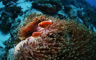 Картинка рыбы, подводный мир, актиния, рыба-клоун, коралловый риф