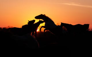 Картинка закат, лошади, стадо, кони