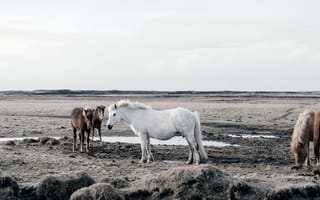 Картинка природа, кони, лошади, стадо