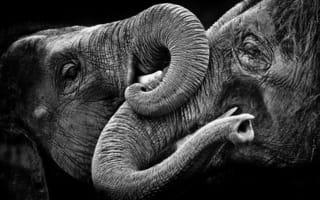 Картинка природа, чёрно-белое, слоны