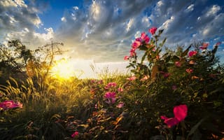 Картинка небо, трава, восход, свет, утро, полевые цветы, облака, солнце, природа