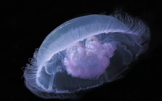 Картинка черный, подводный мир, медуза