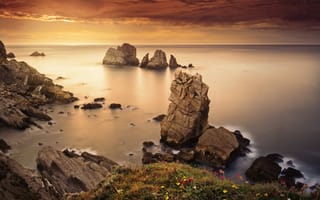 Картинка цветы, камни, море, скалы, горизонт, берег