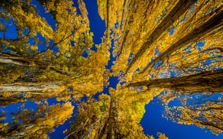 Картинка небо, travis daldy, осень, тополь, листья, новая зеландия, деревья