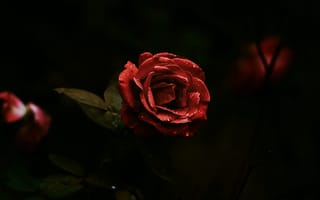 Картинка цветы, черный, красные, лепестки, розы, листья