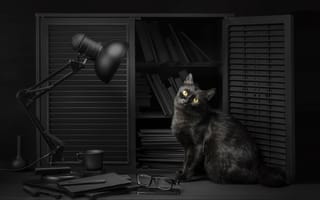 Картинка глаза, взгляд, чтение, свет, кошка, очки, черный, библиотека, лампа, sanket khuntale, кот