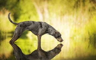 Картинка вода, отражение, собака, леопардовая собака катахулы, catahoula leopard dog