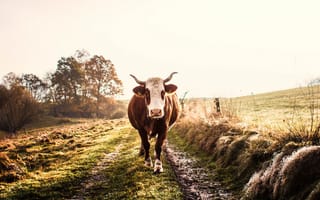 Картинка природа, корова, рога