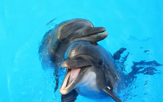 Картинка вода, дельфины, друзья, игра