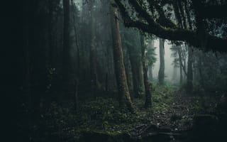 Обои деревья, туман, листва, лес