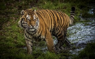 Картинка тигр, грязь, хищник, большая кошка