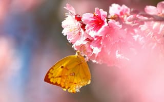 Картинка цветы, насекомое, бабочка, крылья, сакура