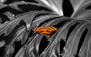 Обои листья, бабочка, растение, крылья, насекомое