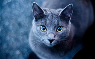 Картинка глаза, голубая, русская, кошка, усы, взгляд