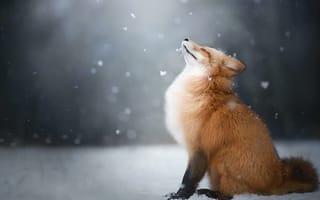 Обои снег, лисица, лиса, зима, животное