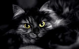 Картинка глаза, мордочка, чёрно-белое, кот, черный, пушистый, взгляд