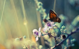 Картинка цветение, крылья, бабочка, весна, насекомое