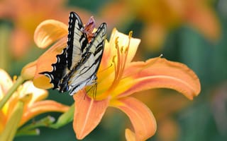 Картинка насекомое, лилия, бабочка, крылья, цветок