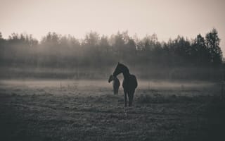 Картинка утро, животные, рассвет, силуэт, лошади, чёрно-белое, туман
