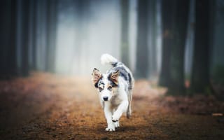 Картинка туман, щенок, собака, прогулка, kristýna kvapilová, австралийская овчарка