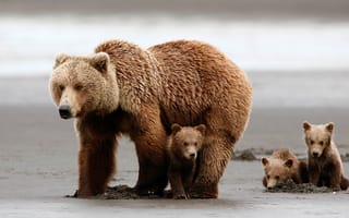 Картинка медведи, медвежата, медвежонок, grizzly bear, медведица