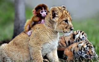 Картинка дружба, обезьянка, львёнок, тигрята, детеныши