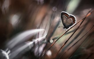 Картинка трава, крылья, насекомое, бабочка