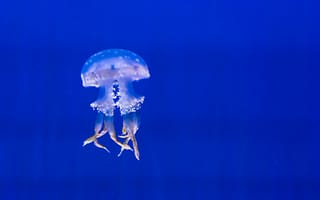 Обои вода, подводный мир, море, медуза