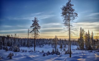Картинка небо, зима, финляндия, лес, деревья, снег