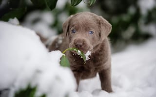 Обои снег, лабрадор-ретривер, листья, щенок, мордочка, собака