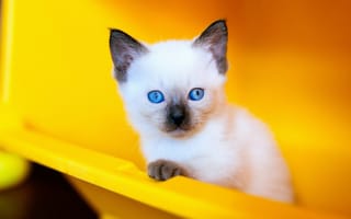 Картинка голубоглазый, контейнер, мордашка, портрет, пластик, рэгдолл, котенок, голубые глаза, сиамский, взгляд, кошка