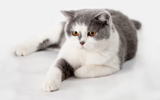 Картинка кот, кошка, белый, британский, британец, британская, желтые глаза, лежит, взгляд