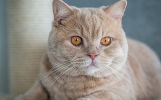 Картинка кот, кошка, мордочка, усы, британская короткошерстная, взгляд