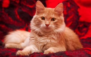 Картинка котенок, плед, кошка, желтые глаза, рыжий, кот, пушистый, взгляд