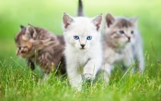 Картинка глаза, котята, коты, трава, rita kochmarjova, взгляд, кошки