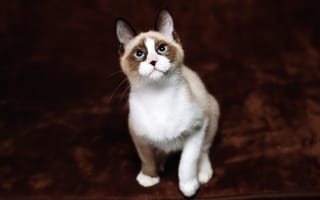 Обои голубые глаза, кот, кошка, взгляд, котенок, мордашка, рэгдолл, сидит