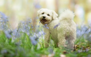 Картинка цветы, белая, природа, болонка, щенок, собака, язык, лес, трава, хвостик